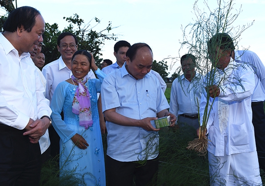 
Thủ tướng Nguyễn Xuân Phúc thăm trang trại trồng măng tây nhân chuyến làm việc tại tỉnh Ninh Thuận ngày 27-8 Ảnh: QUANG HIẾU
