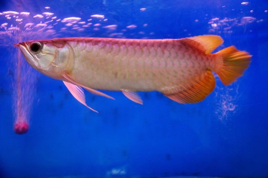 
 Cá huyết long thuộc hàng cao giá nhất trong các loài cá cảnh chơi tết - Ảnh: KHÁNH NGỌC
