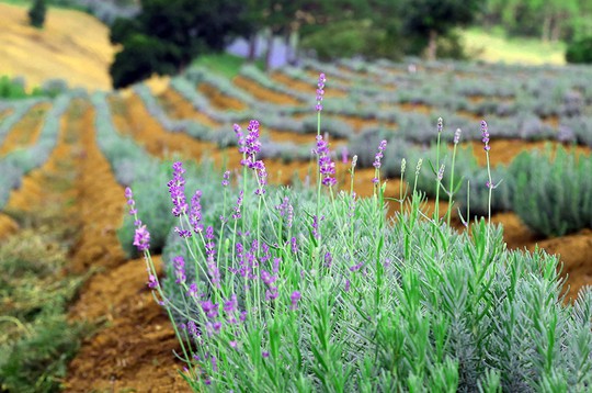 
Lavender Đà Lạt khoe sắc
