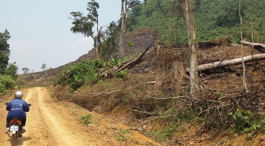 
Ông Phạm Văn Kỷ, cán bộ lâm trường, bên một khoảng rừng do đơn vị quản lý bị chặt phá
