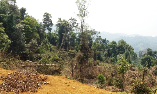 
Một khoảng rừng tại thôn Đắk Re, xã Hiếu mới bị chặt còn tươi nguyên
