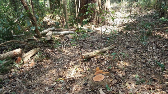 
Hàng trăm cây gỗ nhỏ bị lâm tặc chặt hạ nhằm mở con đường dài khoảng 3km dẫn vào bãi tập kết

