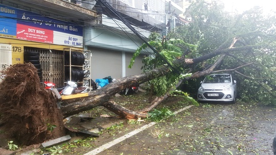 Cây đè ô tô trước cửa nhà số 178 phố Trần Quang Khải, quận Hoàn Kiếm - Ảnh: Thế Huỳnh