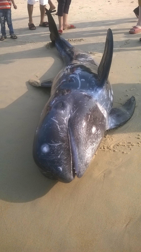 Con cá voi khoảng 100 kg cũng chết trôi vào bờ biển ở Thừa Thiên- Huế