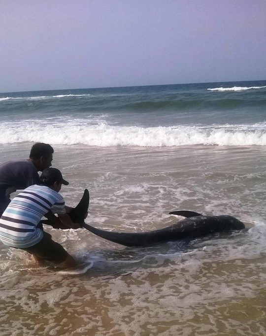 
Người dân đưa con cá voi bị chết vào bờ để chôn 
