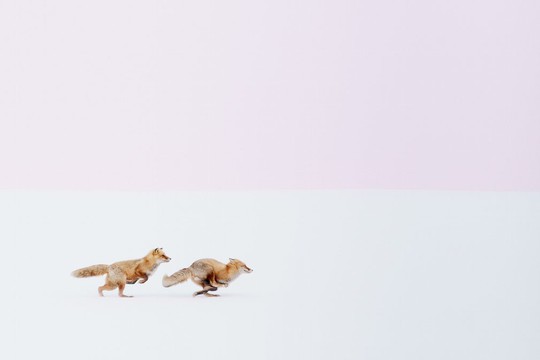 
Wherever you go, I will Follow you!! - chủ đề Thiên nhiên - tác giả Hiroki Inou. Bức ảnh cặp cáo ngẫu nhiên được tác giả phát hiện và chụp lại khi đang trên đường về nhà vào cuối mùa đông tại Biei, Hokkaido, Nhật Bản.
