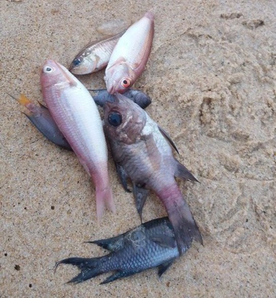 
Cá chết bất thường trôi dạt vào bờ biển Quảng Phú, được người nhân lấy về sử dụng
