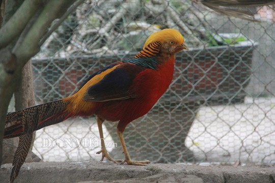 Chiêm ngưỡng đàn chim trĩ 7 màu quý hiếm, giá đắt đỏ ở Hải Dương | VOV.VN