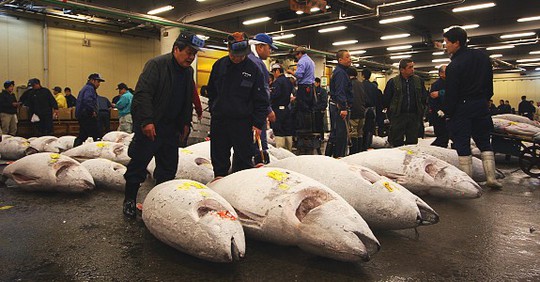 Một phiên đấu giá cá ngừ tại chợ Tsukiji. Ảnh: Japan-Guide