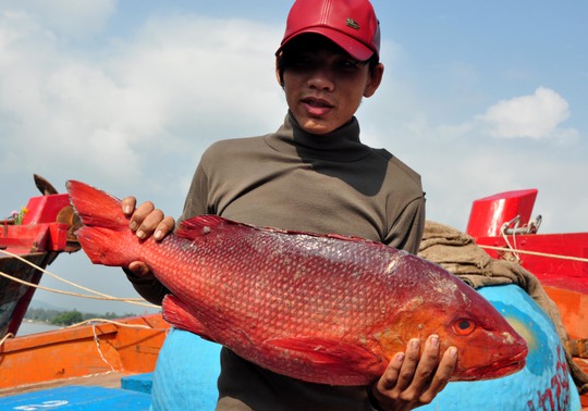 
Nhiều loài cá xuất khẩu, có giá trị kinh tế cao cũng giảm giá nghiêm trọng.
