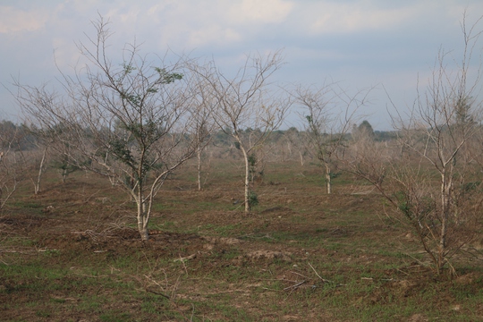 
Dự án Công viên Sài Gòn Safari ở Củ Chi đang bỏ hoang, gây lãng phí lớn.
