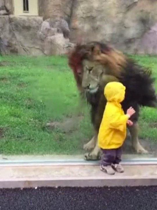 Sư tử vồ hụt đứa bé 2 tuổi. Ảnh: FACEBOOK