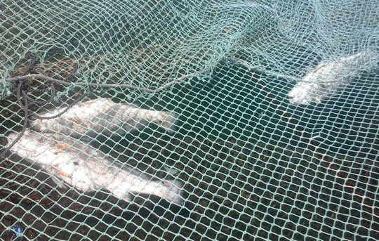
Cá chết hàng loạt ở xã Nghi Sơn được xác định do tảo nở hoa (còn gọi thủy triều đỏ)
