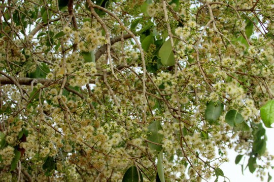 
Một cây trâm ở núi Tô dày đặc hoa, hứa hẹn mùa trái sum sê. Ảnh: N.T.Đăng
