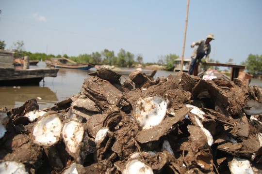 
 Hàu chết chất đống bên bờ, nông dân thiệt hại ước tính hàng chục tỉ đồng- Ảnh: Mậu Trường
