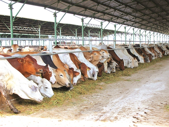 
 Chăn nuôi bò đóng góp hơn 41% tổng doanh thu 9 tháng đầu năm 2015 của Hoàng Anh Gia Lai - Ảnh: thanhnien.com.vn
