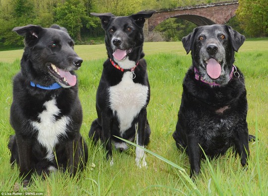 Jessie (phải) cùng 2 người bạn trẻ hơn là Sooty và Sweep. Hai chú chó này hẳn sẽ rất nhớ bạn của mình.