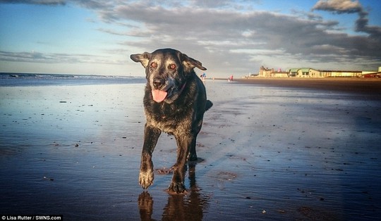 Bị mù, điếc và viêm khớp nhưng vẻ mặt đầy mãn nguyện của cô chó Jessie trong chuyến dạo chơi trên biển cuối cùng trên biển (được cô chủ chụp lại bằng điện thoại di động) đã khiến cả nước Anh xúc động