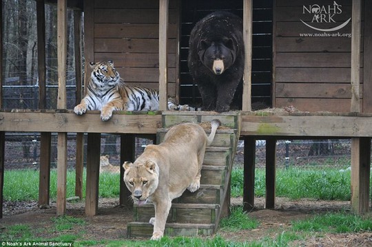 Gấu đen Mỹ Baloo, sử tử châu Phi Leo và cọp Bengal Shere Khan chung sống suốt 15 năm qua. Ảnh: Noahs Ark
