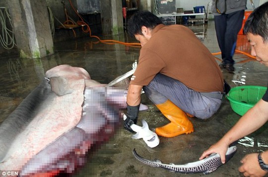 
Ngư dân mổ bụng cá mập mẹ chết khi đang mang thai, cứu sống cá mập con. Ảnh: CEN
