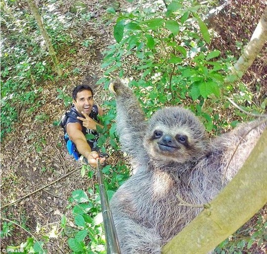 
Một người đàn ông chụp hình với lười trong rừng Nam Mỹ. Ảnh: Pikabu
