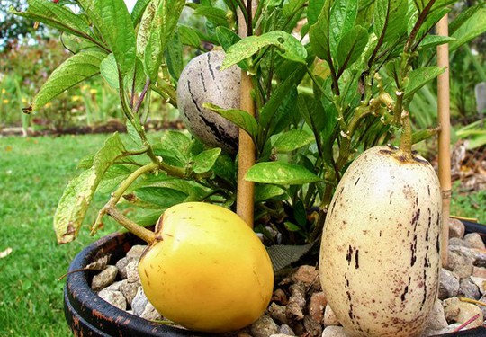 
Dưa pepino trưởng thành có thể cao tới 2m và nếu được chăm sóc kỹ lưỡng, sản lượng thu hoạch của nó có thể gấp 2 đến 3 lần so với trồng tự nhiên.
