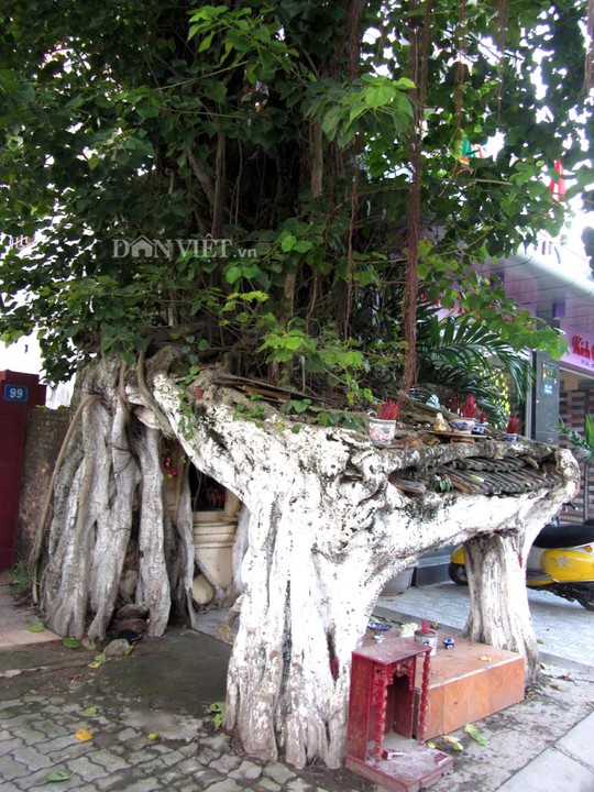 
Rễ cây mọc ngẫu nhiên, nhưng có hình bốn cột trụ, trông thật lạ mắt.
