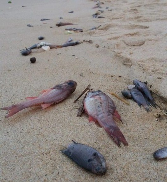 Cá chết bất thường trôi dạt vào bờ biển Quảng Phú, được người nhân gom nhặt về sử dụng