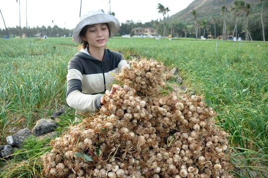 
Tỏi Lý Sơn
