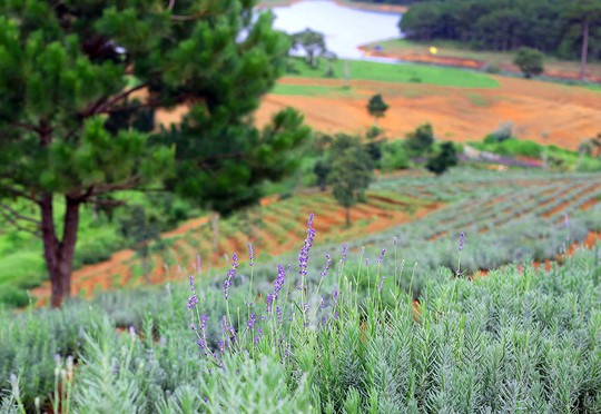 
Hoa lavender dưới tán thông Đà Lạt
