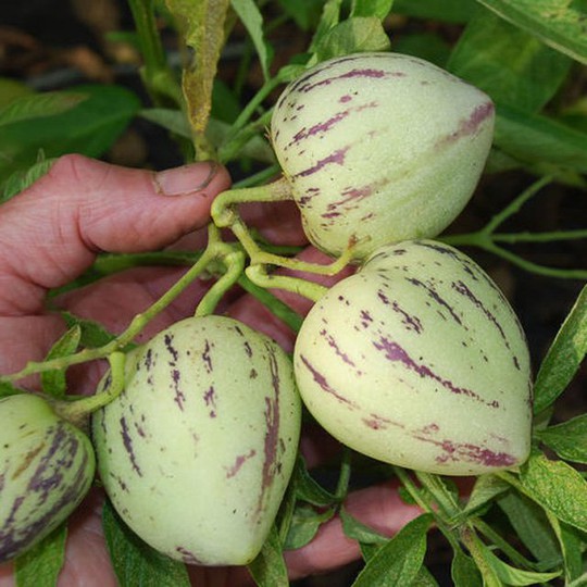 
Dưa pepino được trồng và chăm sóc như cà chua. Nó có thể mọc tự nhiên thẳng đứng hoặc có giàn đỡ để giữ cho trọng lượng của trái không kéo cây xuống thấp quá.
