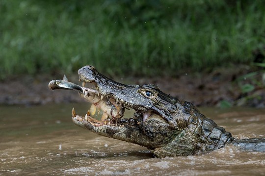 
Double trapping - chủ đề Thiên nhiên - tác giả Massimiliano Bencivenni. Bức ảnh chụp cá sấu trên trên dòng sông Pantanal ở Rio Negrinho, Brazil. Tuy nhiên thiên nhiên luôn cho ta nhiều điều bất ngờ và ngẫu nhiên.
