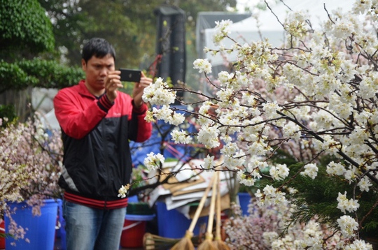 
Hoa anh đào khoe sắc khiến nhiều người dân Hà Nội thích thú
