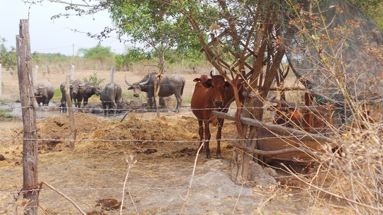 
Dự án Sài Gòn Safari treo đã 10 năm nay, đất đai bỏ hoang lãng phí, người dân không làm gì được.
