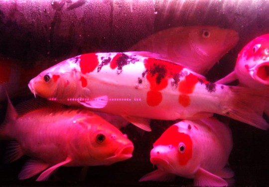 
 Cá chép koi Nhật kích cỡ khủng, vân màu đỏ đẹp với vảy ánh bạc lấp lánh có giá lên tới cả triệu đồng/con - Ảnh: KHÁNH NGỌC
