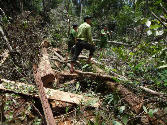 Lực lượng chức năng tại hiện trường vụ phá rừng pơmu Ảnh: THÀNH CÔNG