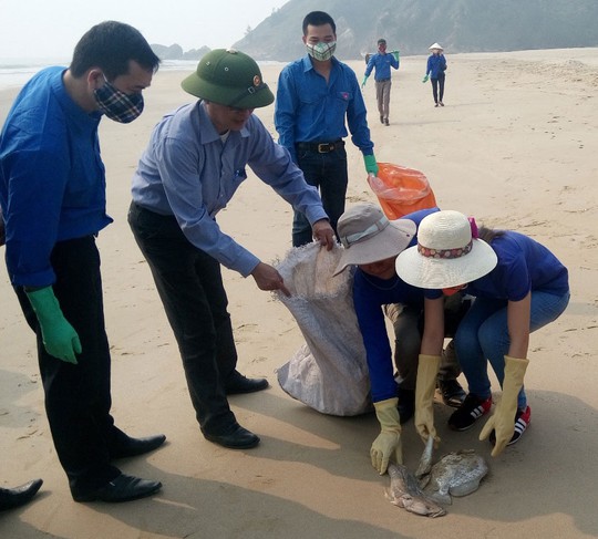 Cá chết dọc bờ biển Đá Nhảy (Quảng Bình) được các đoàn viên thanh niên và người dân thu gom vào sáng 27-4 Ảnh: HOÀNG PHÚC