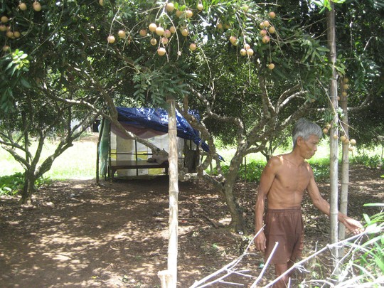 Nhiều hộ dân tỉnh Sóc Trăng phải dựng lều ngoài vườn cây ăn trái để canh trộmẢnh: CÔNG TUẤN
