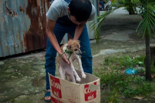 Một con chó được tình nguyện viên giải cứu