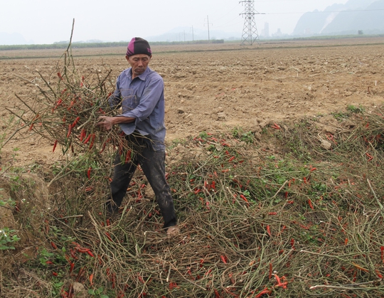 Doanh nghiệp không thu mua, nông dân ở huyện Anh Sơn, tỉnh Thanh Hóa chặt bỏ ớt đang kỳ thu hoạch