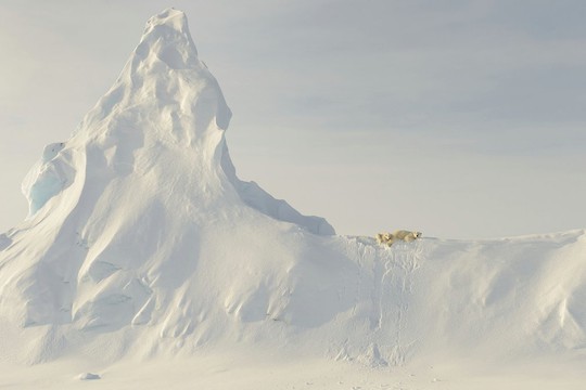 
Bears on a Berg - chủ đề Thiên nhiên - tác giả John Rollins. Đây không phải là núi tuyết mà là ảnh một tảng băng trôi trên biển ở đảo Baffin, Qikiqtarjuaq, Nunavut (Canada). Thời gian chụp vào ngày 2-4-2016. Nếu chú ý người xem sẽ thấy hai mẹ con nhà gấu tuyết đang thích thú thư giãn.
