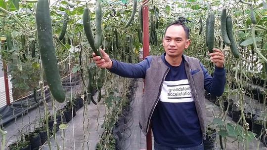 Nguyễn Đức Huy trong vườn dưa leo trĩu quả của mình ẢNH: G.B