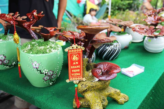 
Chậu kiểng bonsai linh chi nhỏ, gọn nên không chiếm nhiều diện tích trong nhà
