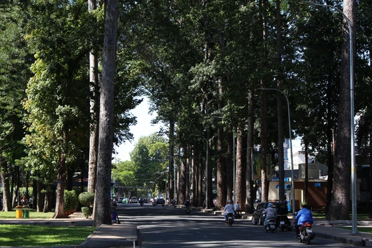 
Đường Trương Định đoạn dọc công viên Tao Đàn (quận 1) với những hàng cây song song thẳng tắp, cao vút khiến người đi đường luôn được tận hưởng bóng mát trong cái nắng hè oi ả

