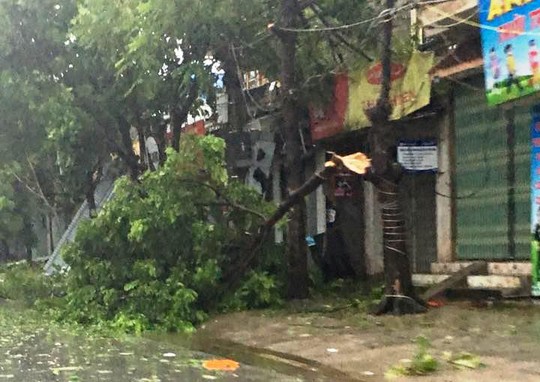 
Cây đổ ở TP Ninh Bình, tỉnh Ninh Bình
