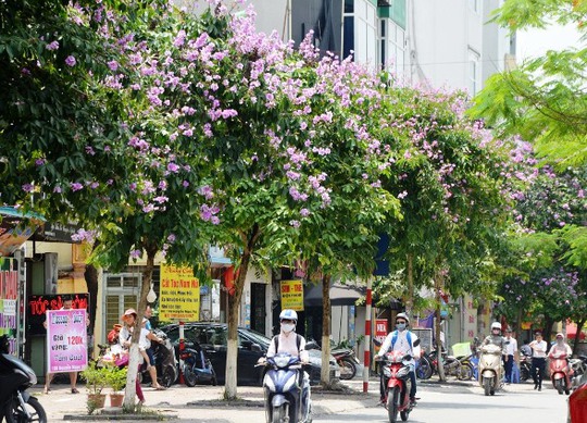 Không chỉ hoa phượng, dưới ánh nắng chói chang của mùa hè tháng 5, những con phố của thủ đô Hà Nội còn tô thêm màu tím biếc của hoa bằng lăng