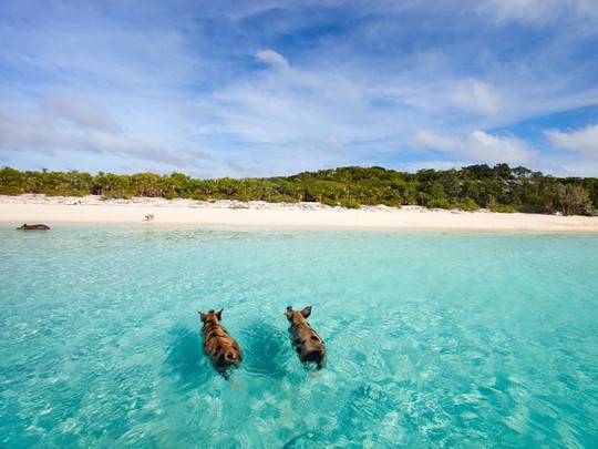 
Nếu muốn có một trải nghiệm độc đáo, hãy tới đảo Big Major ở Bahamas. Còn được gọi là bãi biển lợn, nơi đây có những chú lợn thông minh, bơi giỏi và thân thiện với khách du lịch.
