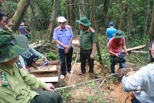 
Cơ quan chức năng nhận định sau khi cưa xẻ thành phách, lâm tặc vận chuyển bằng cách gùi từng phách gỗ ra khỏi rừng
