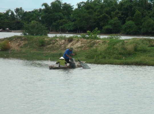 
Người nuôi trồng thủy hải sản ở thôn Cồn Nâm (xã Quảng Minh) điêu đứng sau vụ cá chết
