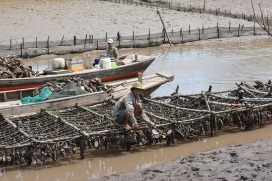 
 Ông Nguyễn Văn Chánh, ngụ ấp Thừa Thạnh, bị thiệt hại 10 tấn hàu, tương đương 200 triệu đồng- Ảnh: Mậu Trường
